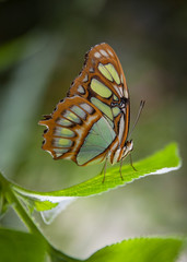 Fototapeta na wymiar malachite butterflies (Siproeta stelenes)