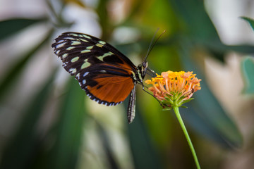 Black and orange butterfly