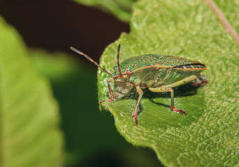 common green shield bug