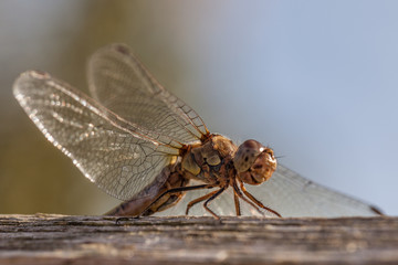 Immature Common darter Dragon fly