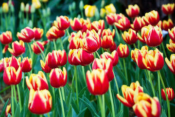 Red tulips in garden flower