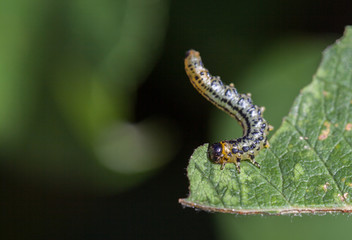 Caterpillar