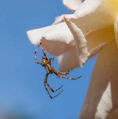 Male Garden Spider