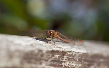 Dragon fly