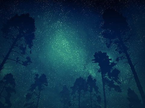 Night sky through trees