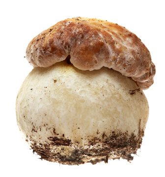 Boletus mushroom on a white background. 