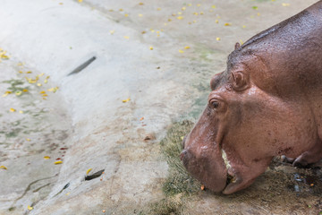 Head portrait of hippopotamus.