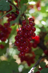 Red currants in the garden