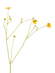 gold wild isolated buttercup flower