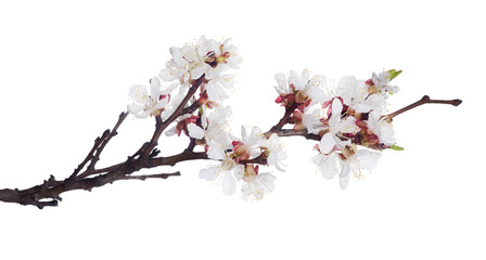white color isolated sakura blooming branch