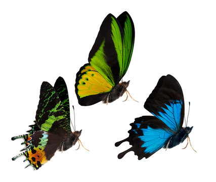 side view of three isolated butterflies