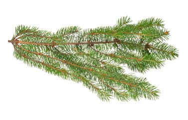 lush green fir branch on white