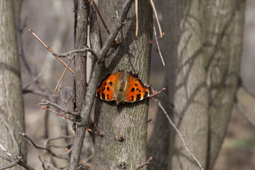 Butterfly on tree trunk in forest