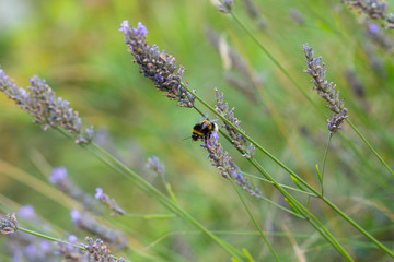 Bumble-bee on lavender