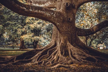 Foto op Plexiglas Grote boomwortel © Goinyk
