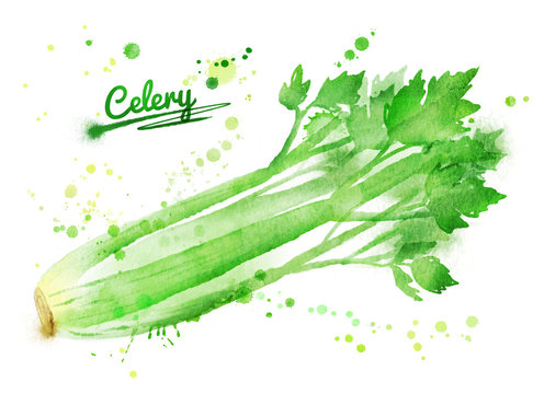 Watercolor celery.