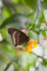 Obraz na płótnie Canvas black butterfly