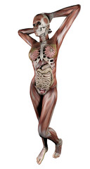 Donna corpo anatomia fitness, muscoli e scheletro