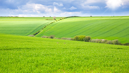 Green field with rabbits