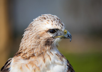 Red tailed hawk looking