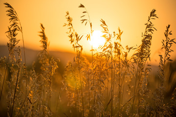 Summer sunset grass