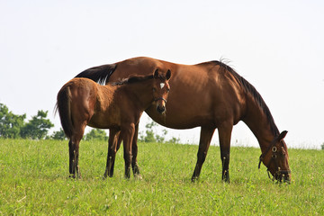 Mare Horses and Colts