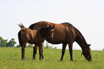 Mare Horse and Colt