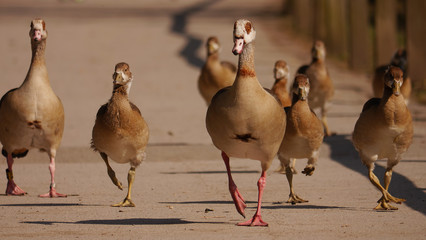 Nilgänse © silkehuettche