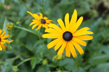 Żółta jeżówka © fifanii