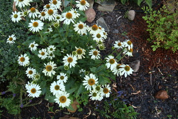 Białe jeżówki © fifanii