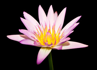 Pink lotus on black background