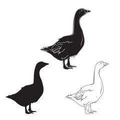 Fototapeta na wymiar Hand drawn goose set. Vector illustration