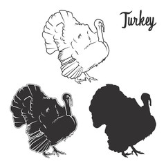 Hand drawn turkey bird set. Vector illustration