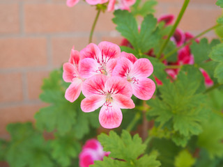 Fototapeta premium Geranium flower