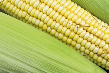 Fresh yellow corn cobs close up