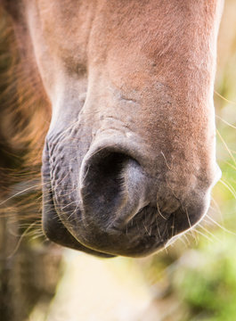 Muzzle of a Chestnut horse .