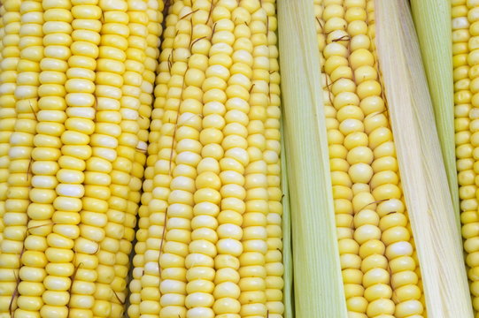 Fresh yellow corn cobs close up