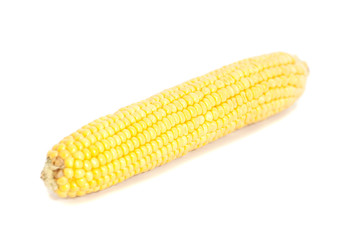 Fresh Ear of Corn