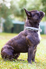 Bulldog francese