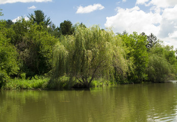 Willow Tree at Mariposa Lake and Park - Jasper County Iowa