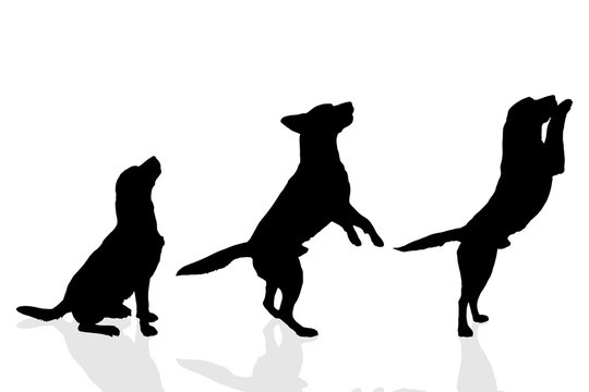 Vector silhouette of a dog.