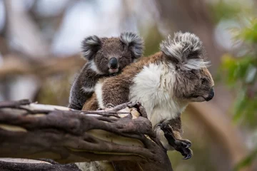Stickers meubles Koala Koala