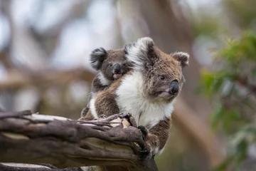 Crédence de cuisine en verre imprimé Koala Koala