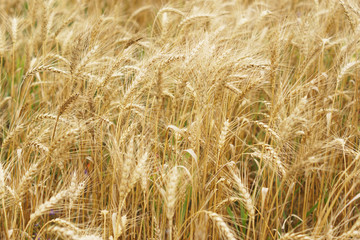 A field of wheat. Some ears.