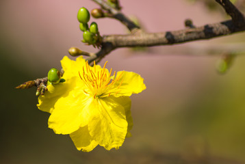 Flowering branch of  yellow  apricot
