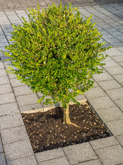 Vorgartengestaltung