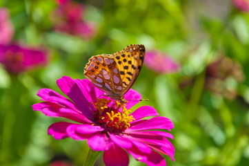 The butterfly sitting on a flower.