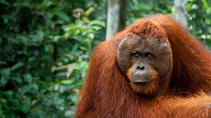 Alpha male Orang-Utan in Borneo