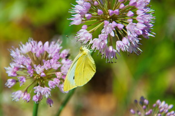 Butterfly on a flower