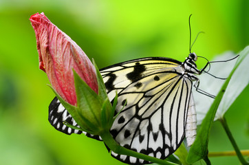 Black and white butterfly hiding behind red flower bud